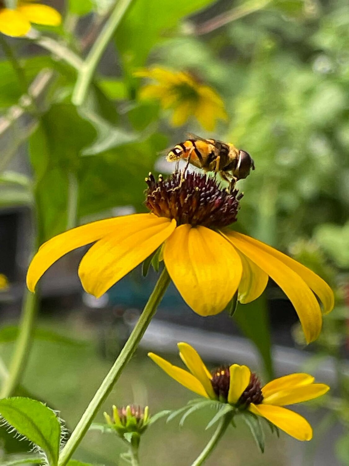 A Healthy Ecosystem Is The Best Pest Control EastBayRI News a-healthy-ecosystem-is-the-best-pest-control-eastbayri-news